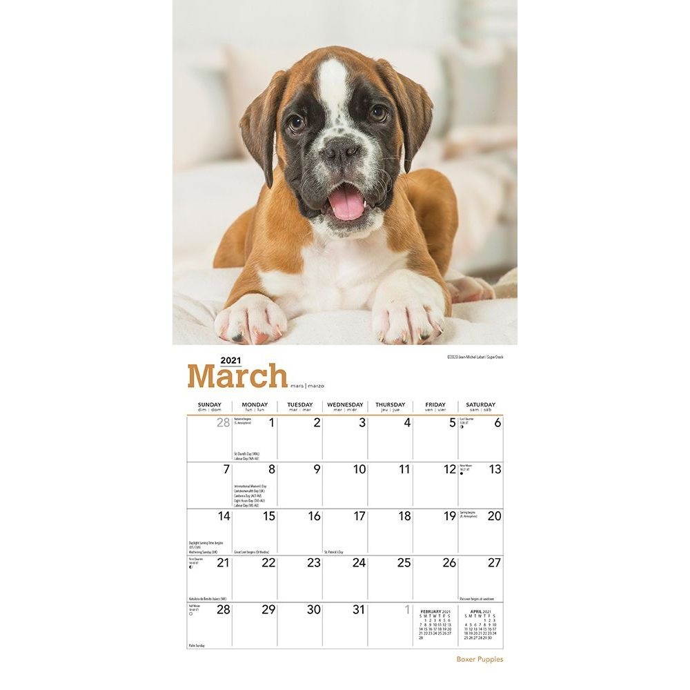 BrownTrout,  Boxer Puppies Mini Wall Calendar 2021