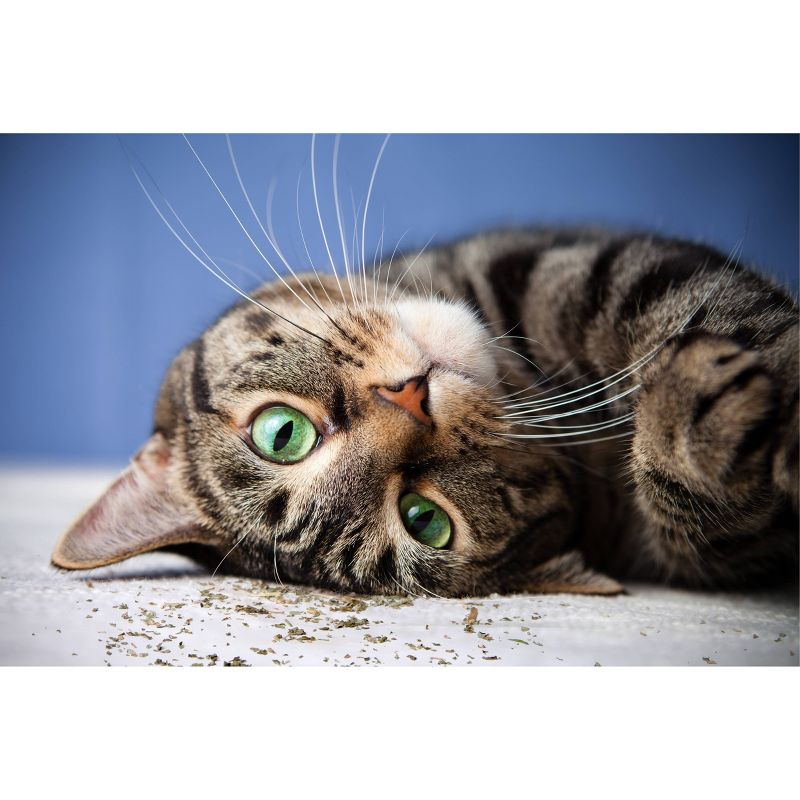 SmartyKat Silvervine & Catnip Blend Resealable Pouch Cat Treats -  0.75oz