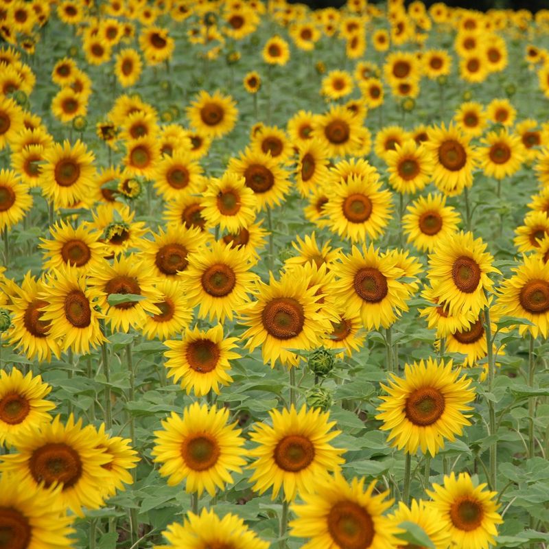 2pk Giant Sunflower Seed Grow Kit - The Jonsteen Company