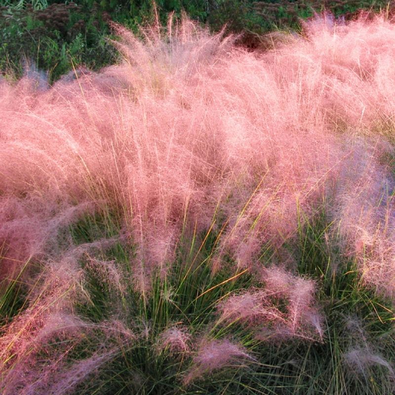 3pc Pink Muhly - National Plant Network