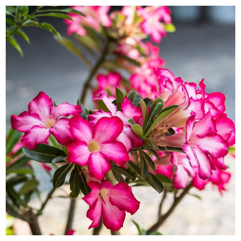 Desert Rose'  1pc - National Plant Network -  Indoor Plant Or U.S.D.A. Hardiness Zones 10 - 11