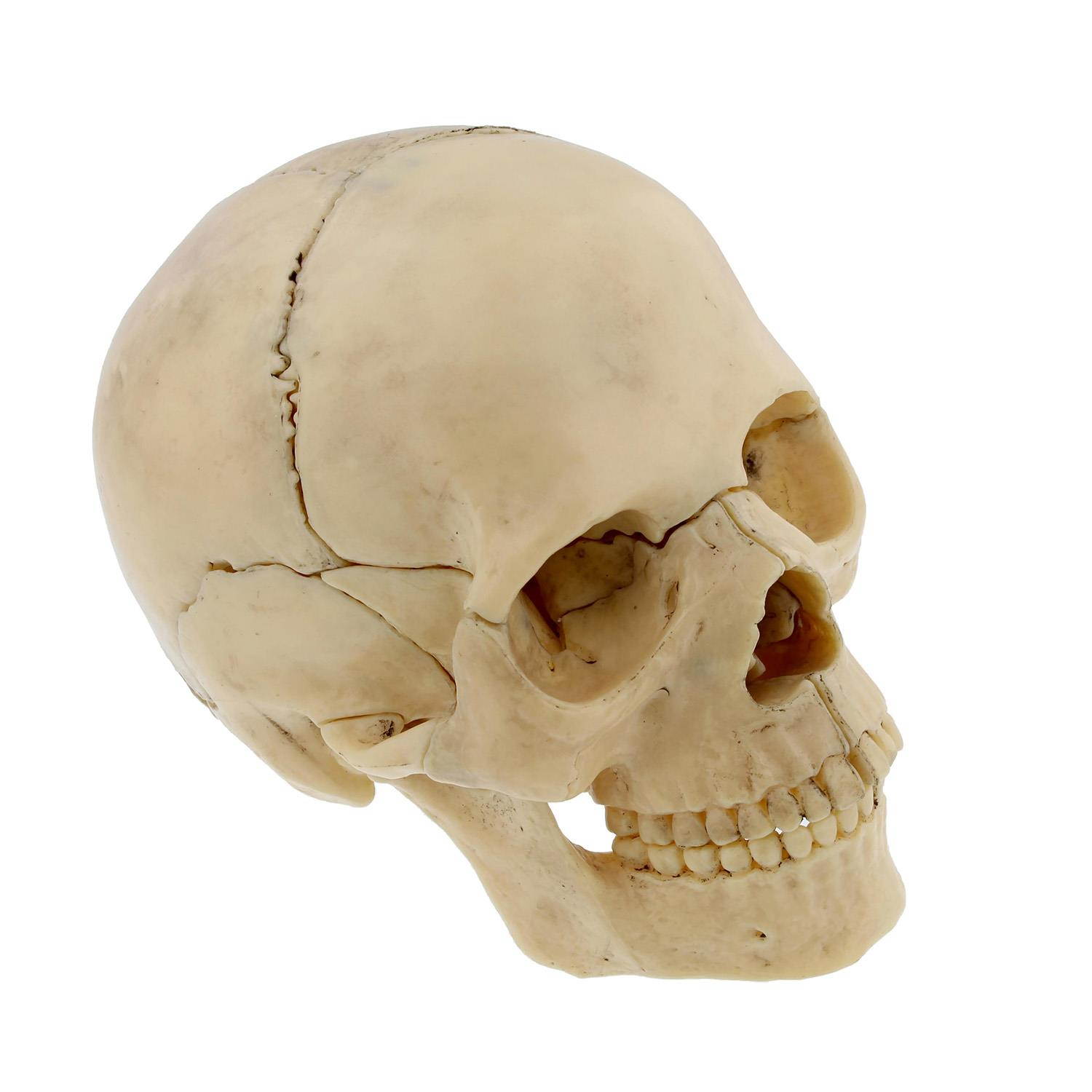 Terrific Trimmers Bright Border, 2 1/4" X 39" Panels, Star Brights, 12