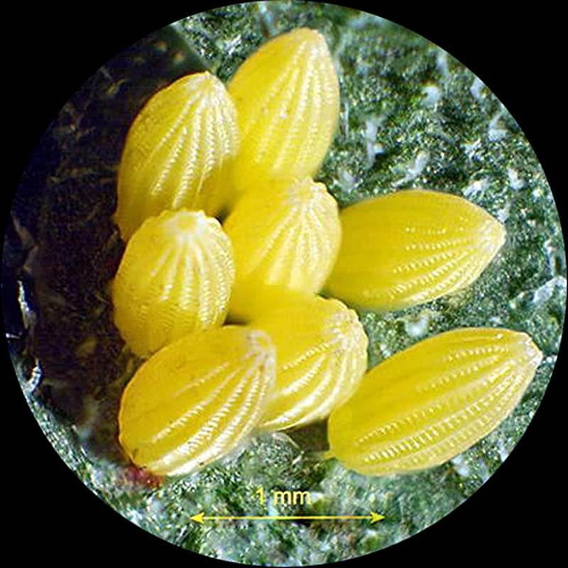 SE304R-PX Sharp Forward Stereo Microscope 10X-20X-40X