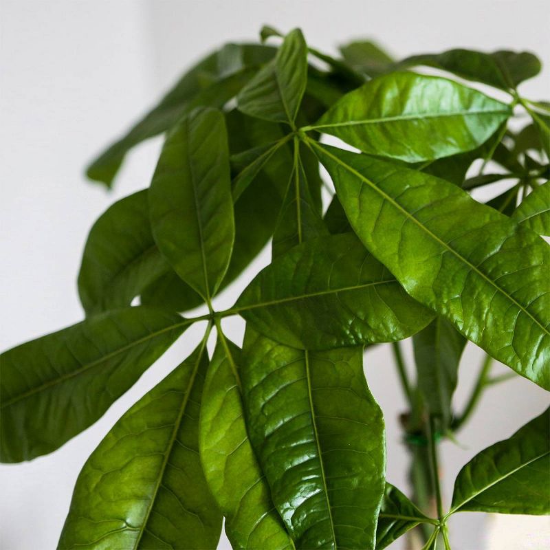 Just Add Ice 5" Money Tree in Ceramic