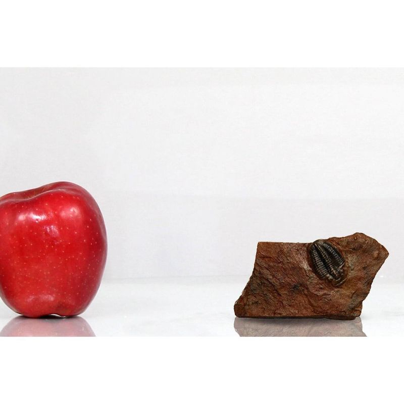 Master Replicas Small Trilobite in Stone Resin Fossil Replica