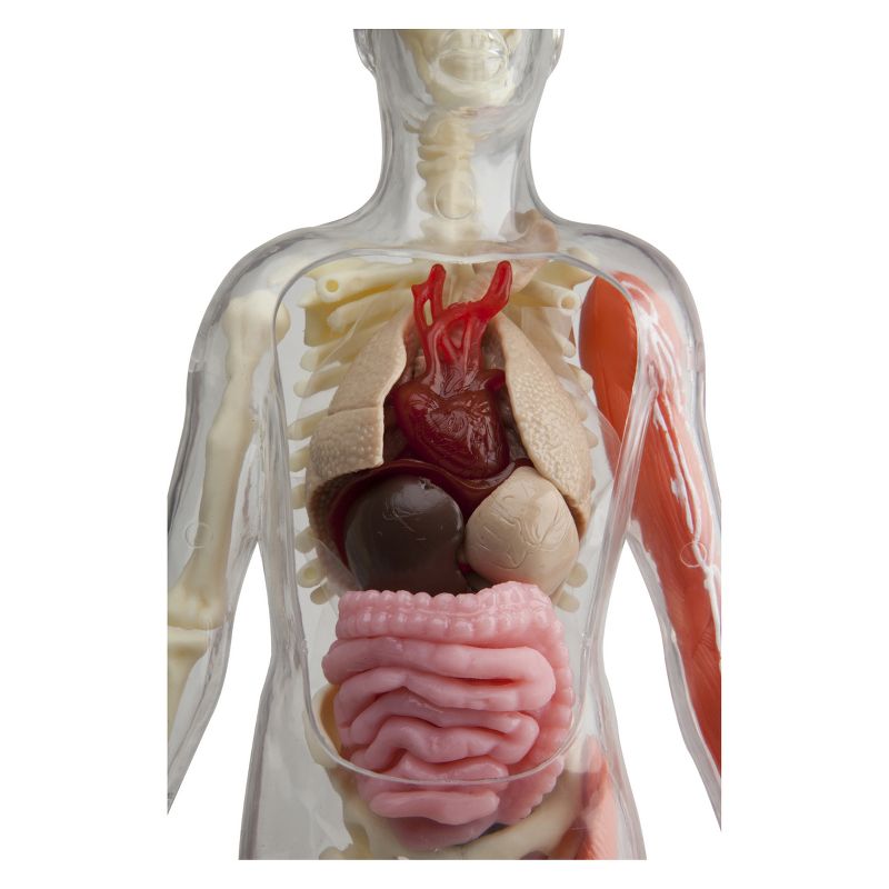 Squishy Human Body Anatomy Kit