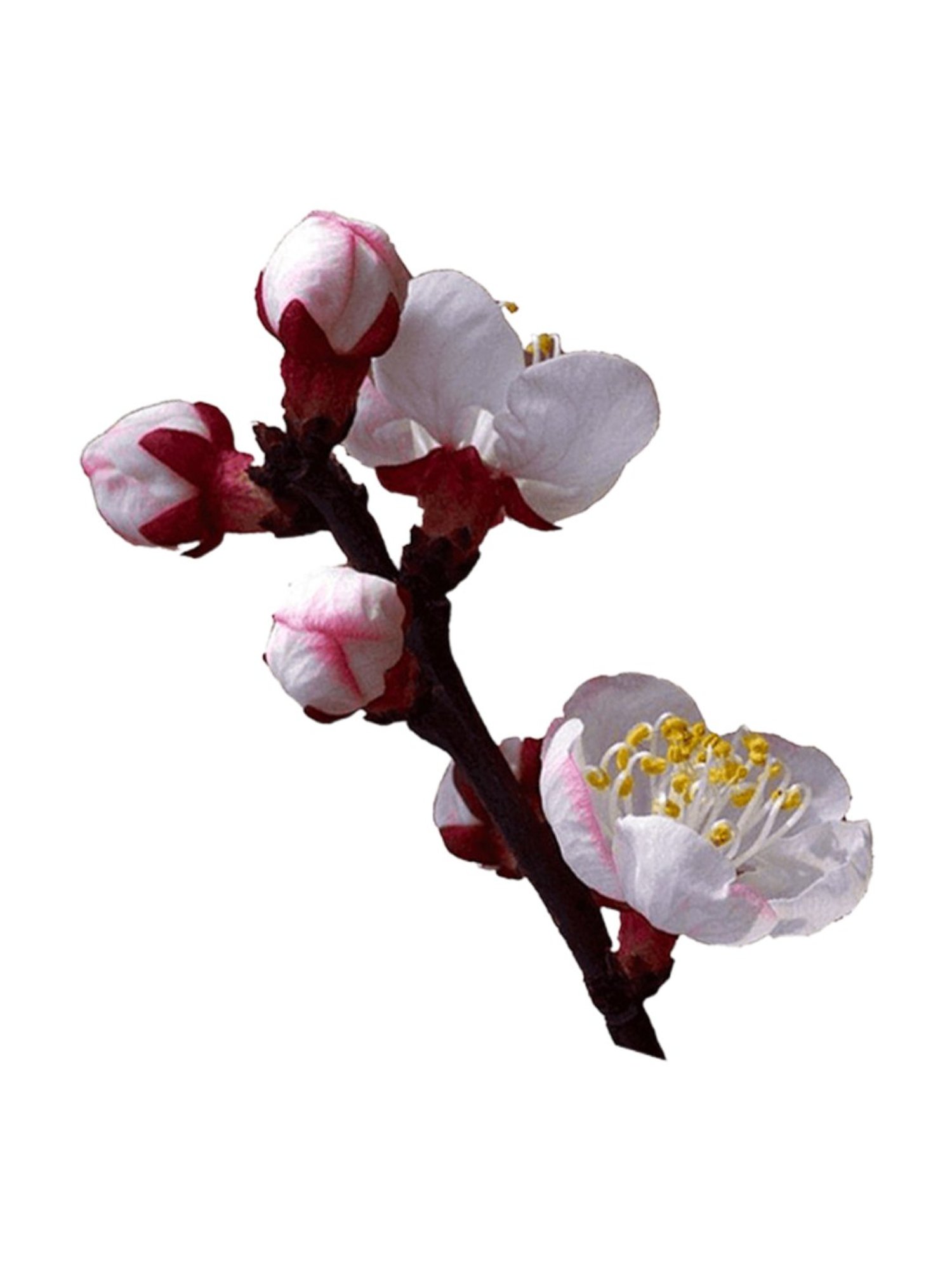 Beauty of Joseon Apricot Blossom Peeling Gel - 100 ml