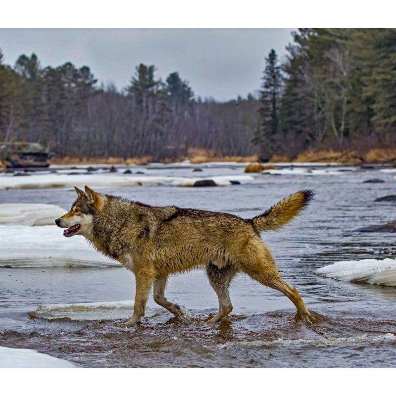 Calendar Ink,  Wolves WWF Wall Calendar 2021