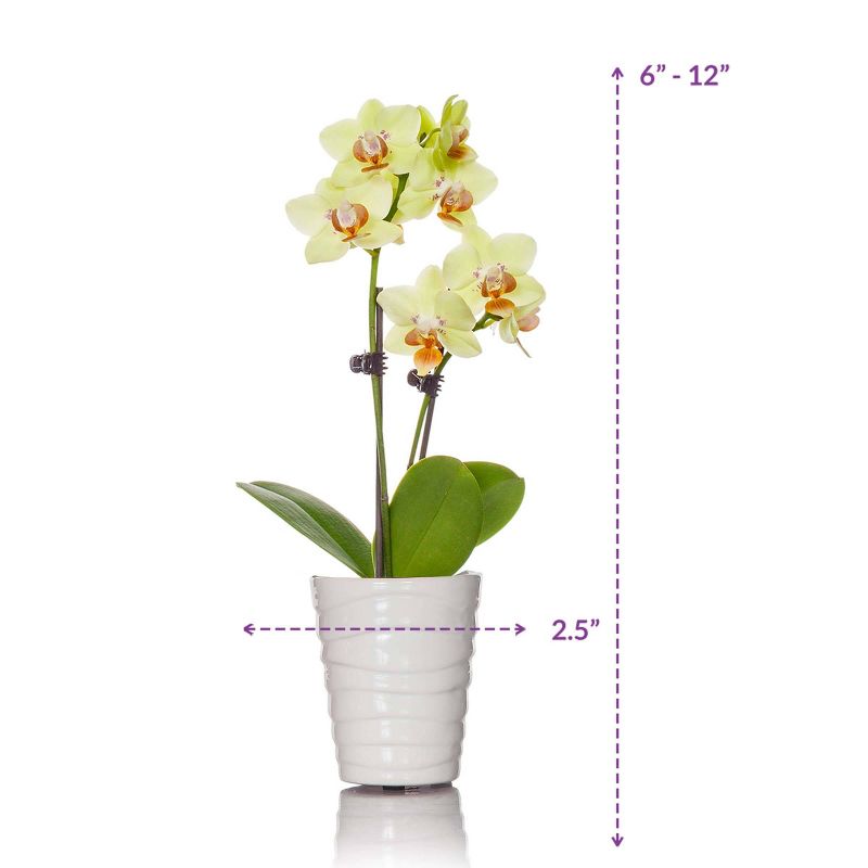 Bluberry 'Tift' 1pc - National Plant Network U.S.D.A Hardiness Zone 7-9 - 2.5 Quart