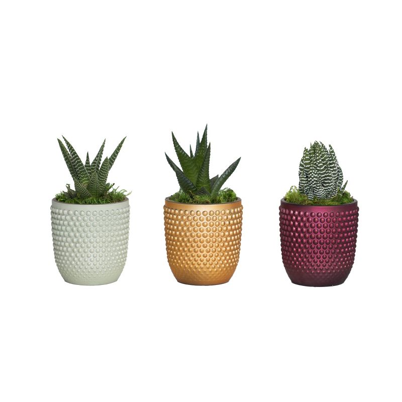 LiveTrends Holiday Sprit - 3pk