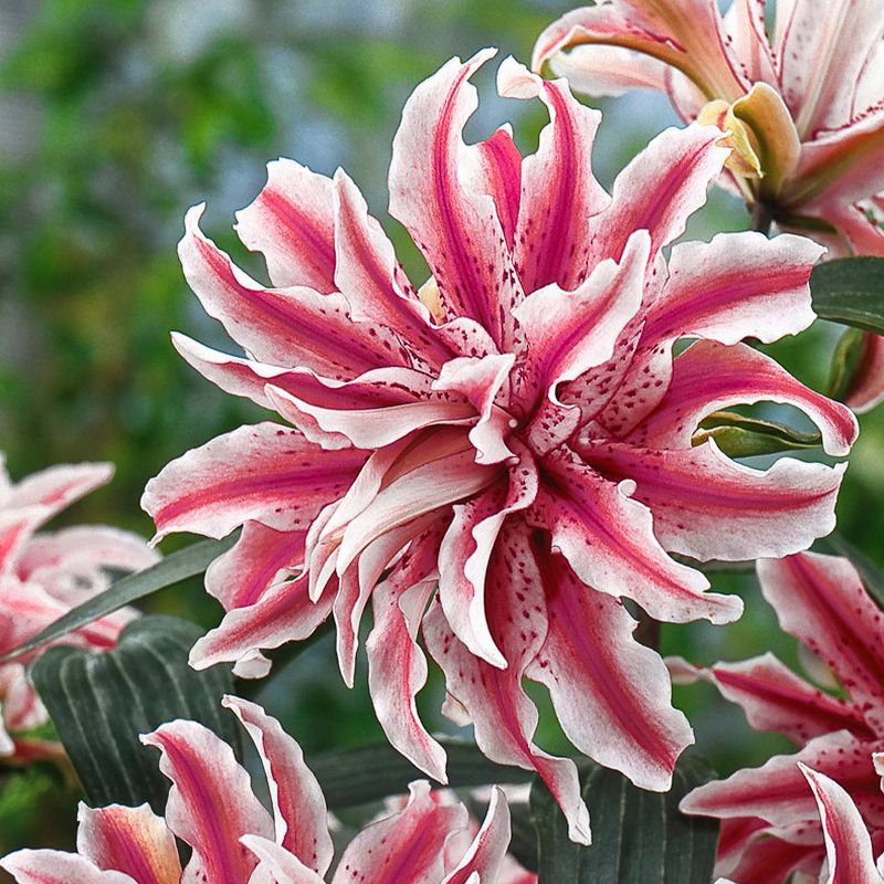 Bluberry 'Tift' 1pc - National Plant Network U.S.D.A Hardiness Zone 7-9 - 2.5 Quart