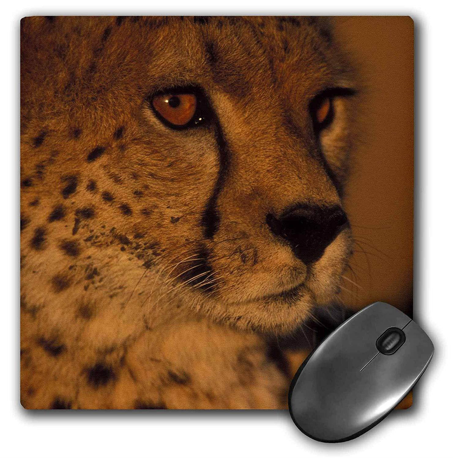 3dRose LLC 8 x 8 x 0.25 Inches Mouse Pad, Kenya, Masai Mara Game Reserve, Cheetah, Sunset-Af21 Pso0280 - Paul Souders (mp_71037_1)