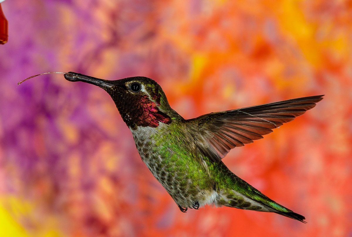 Sigma 135mm f/1.8 DG HSM ART Lens for Sony E-mount Cameras, Black #240965