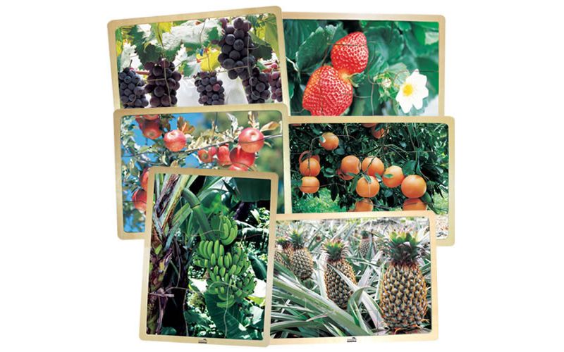 MOJO Fresh Fruits Puzzles - Set of 6 Puzzles - Promote Healthy Living and Healthy Eating