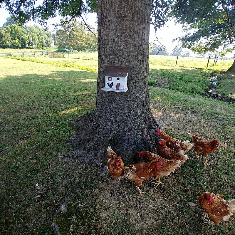 Home Bazaar HBA-1012 Handcrafted Freestanding Cumberland Chicken Coop Hen House Birdhouse for Wrens, Finches, Chickadees, and More