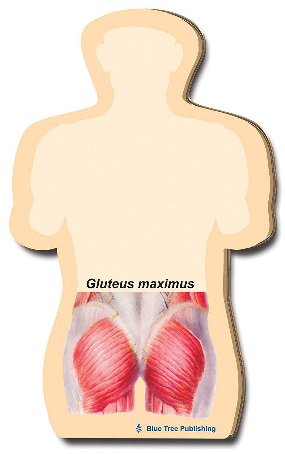Gluteus Maximus Sticky Notes or a Tight Muscle Butt Note Pad, 2 Pack-100 Sheets Per Pack