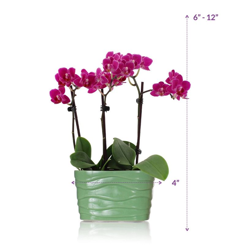 Just Add Ice 4" Purple Mini Orchid Duo in Ceramic
