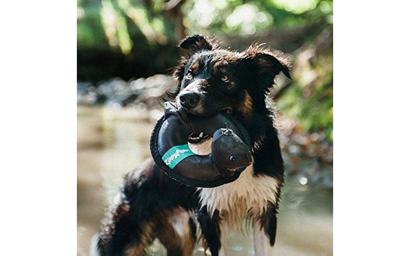 ZippyPaws - Floaterz, Outdoor Floating Squeaker Dog Toy - Shark, Blue