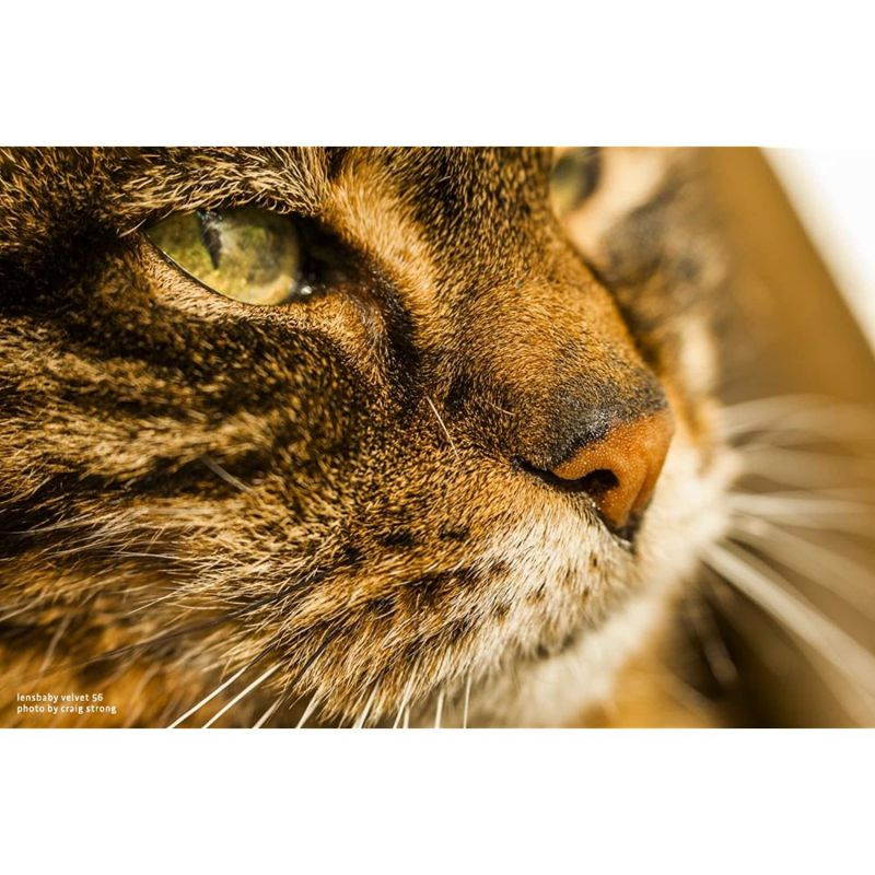 Lensbaby Velvet 56 for Canon RF