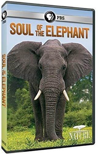 PBS NATURE-SOUL OF THE ELEPHANT (DVD) DNAT63304D