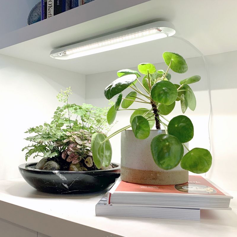 6' x 8' x 7' Nature Greenhouse Forest Green - Palram