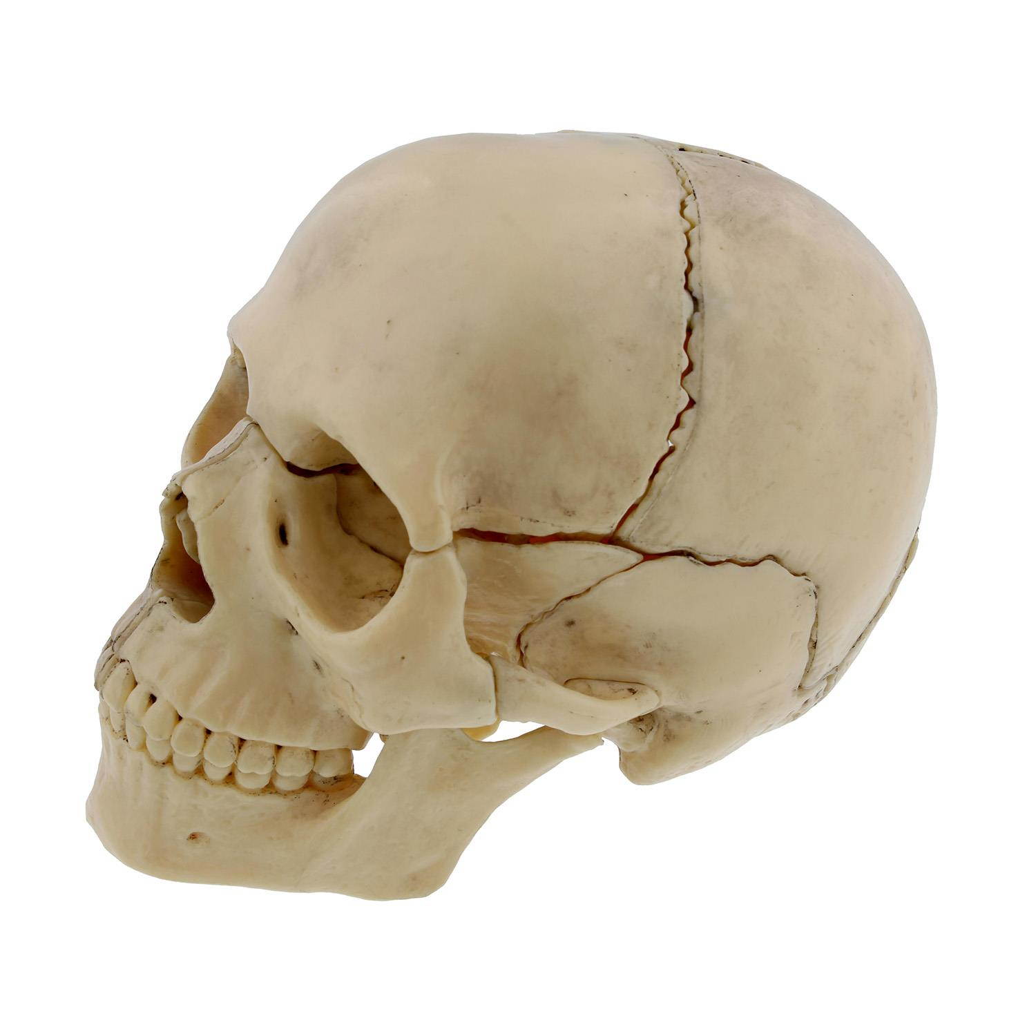 Terrific Trimmers Bright Border, 2 1/4" X 39" Panels, Star Brights, 12