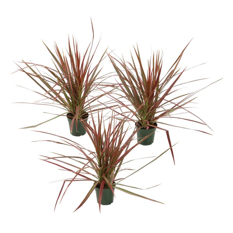 3pc 'Magenta' Dracaena - National Plant Network