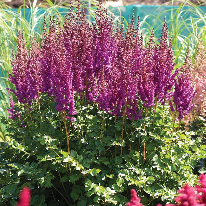 5ct Astilbe Top Choice Cake Mixture Bulbs - Van Zyverden
