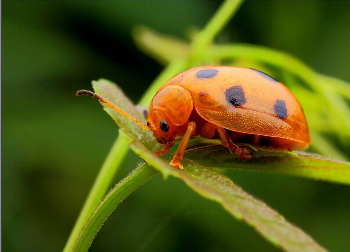 Oshiro 60mm f/2.8 2:1 LD UNC Ultra-Macro Lens for Olympus OM-D E-M1, E-M5, E-M10, PEN E-PL7, E-P5, E-PL5, E-PM2, E-P1, E-P2, E-PL1, E-PL2 and other Micro Four Thirds Digital Cameras (EOS-M43 Adapter)