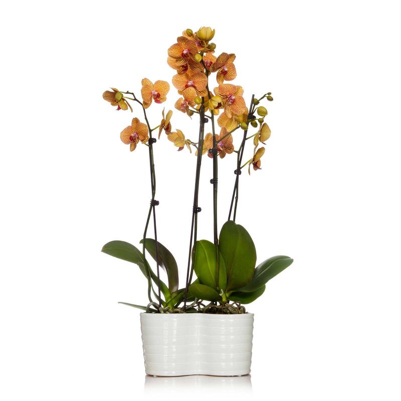 Just Add Ice 10" Salmon Orchid Duo in Ceramic