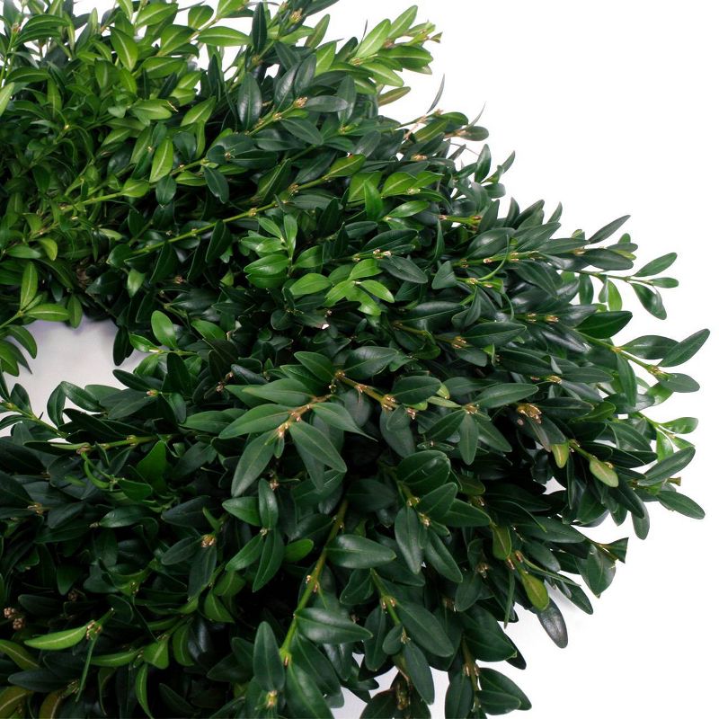 Live Fresh Cut Blue Ridge Mountain Box Wood Window 12" Wreath - Van Zyverden