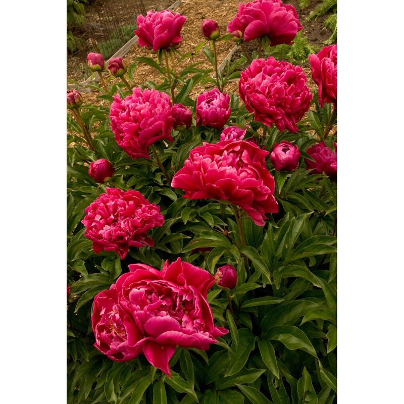 Bluberry 'Tift' 1pc - National Plant Network U.S.D.A Hardiness Zone 7-9 - 2.5 Quart