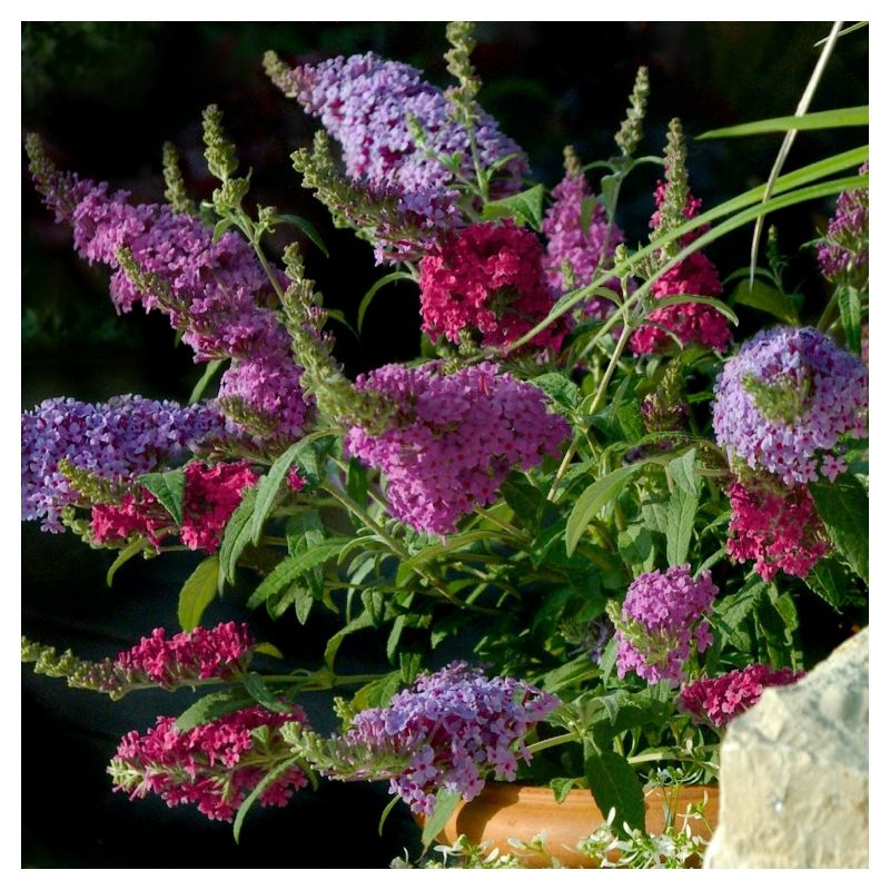 Bluberry 'Tift' 1pc - National Plant Network U.S.D.A Hardiness Zone 7-9 - 2.5 Quart