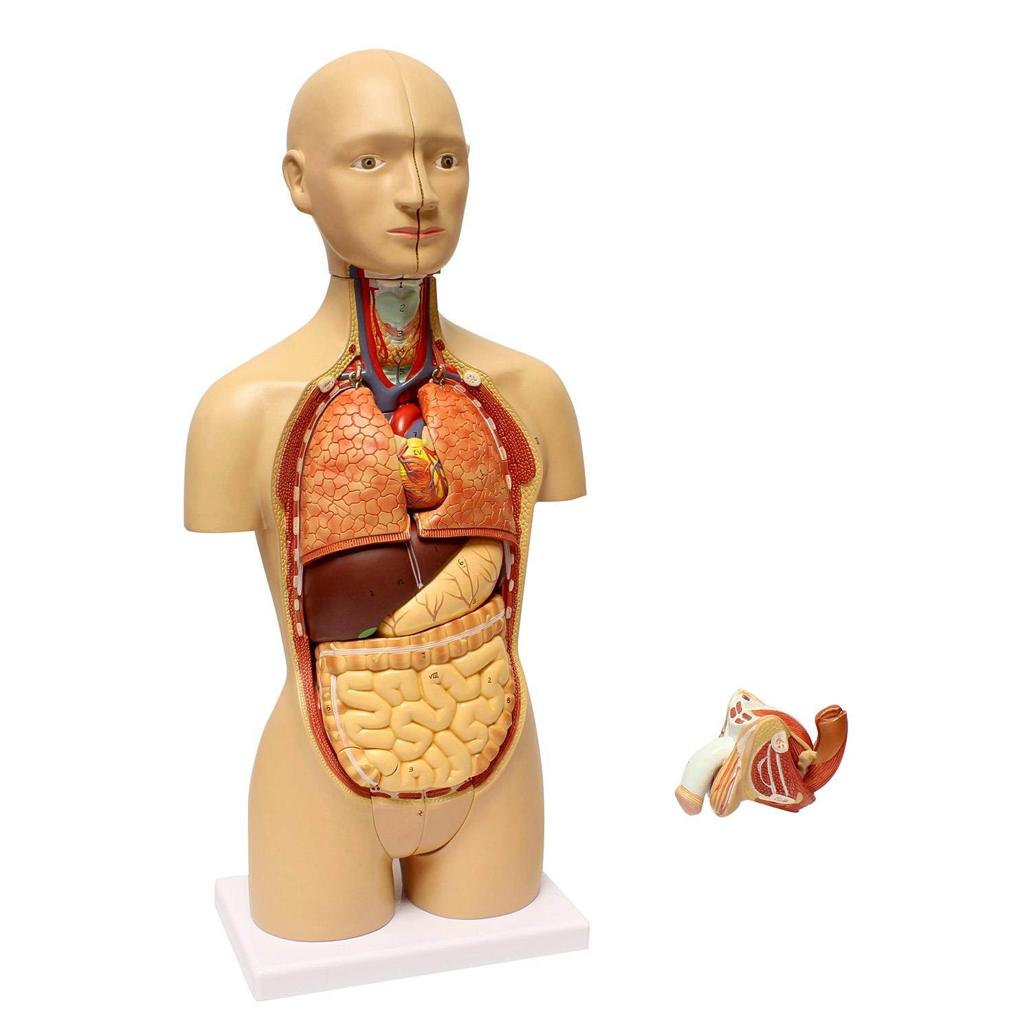 MonMed | Human Torso Model &ndash; 17&rdquo; Inch Human Body Model Removable Organs
