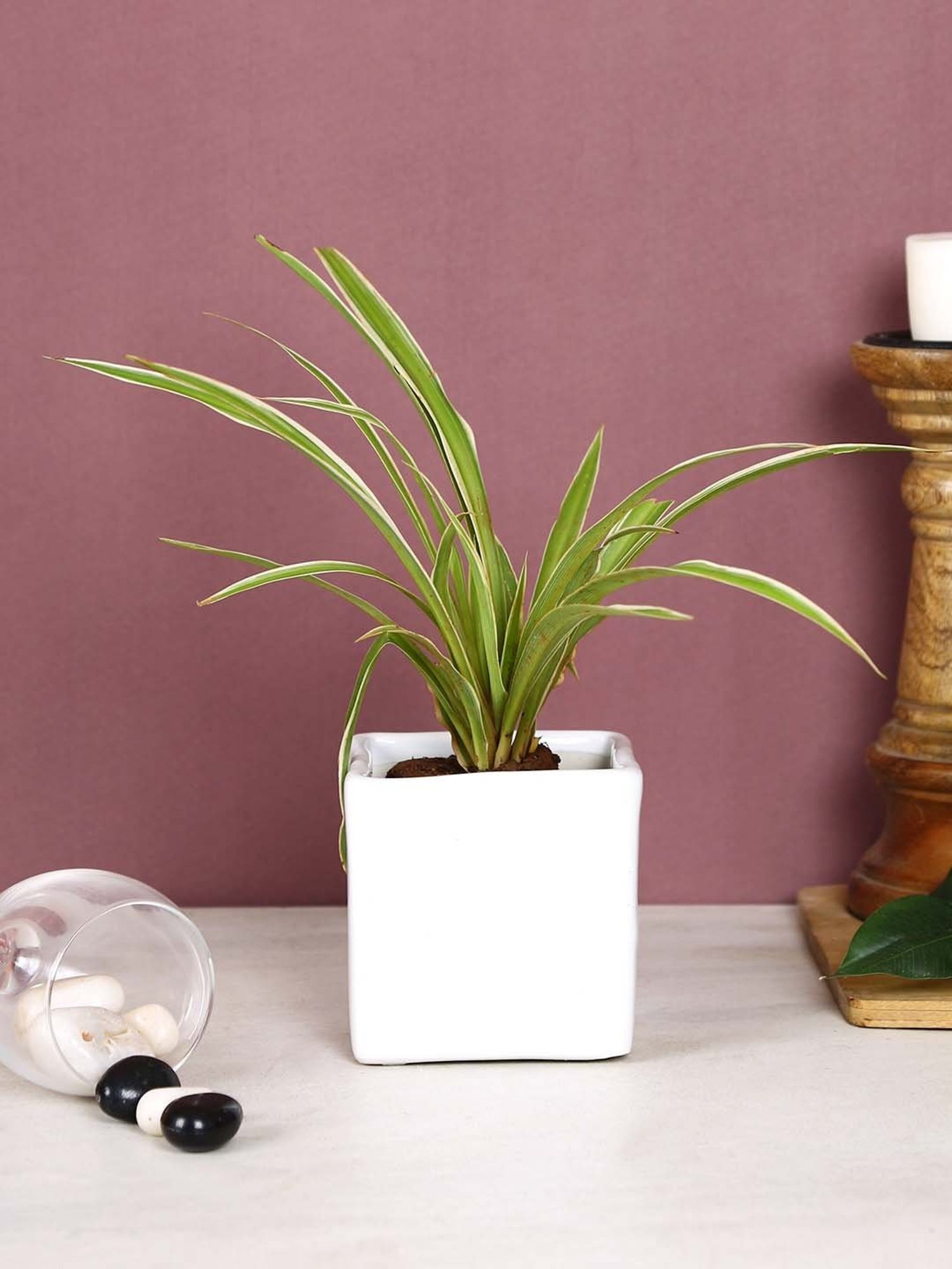 Aapno Rajasthan White Ceramic Planter Pot - Set of 1