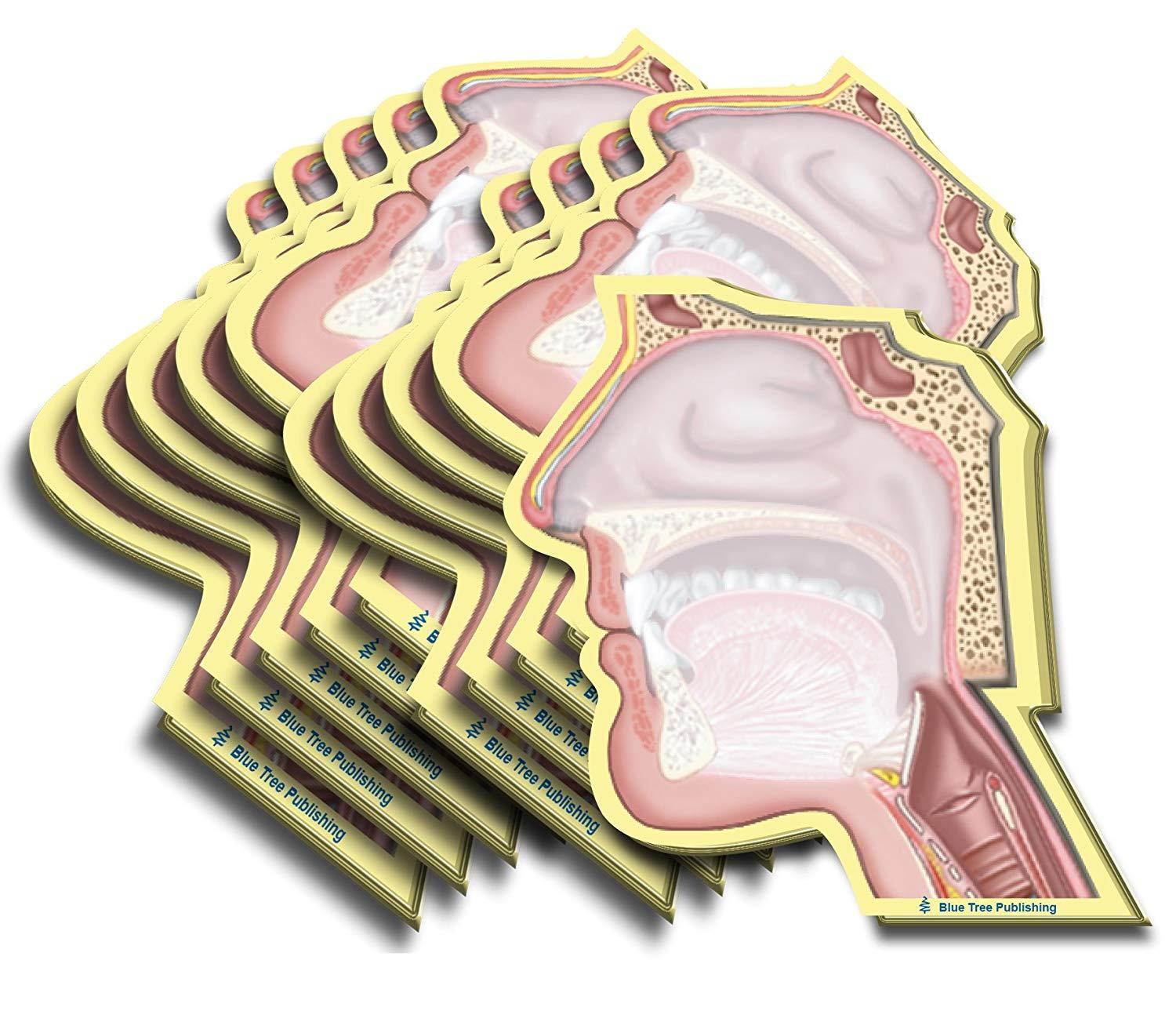 Head Sticky Notes, 10 Packs-100 Sheets Per Pack