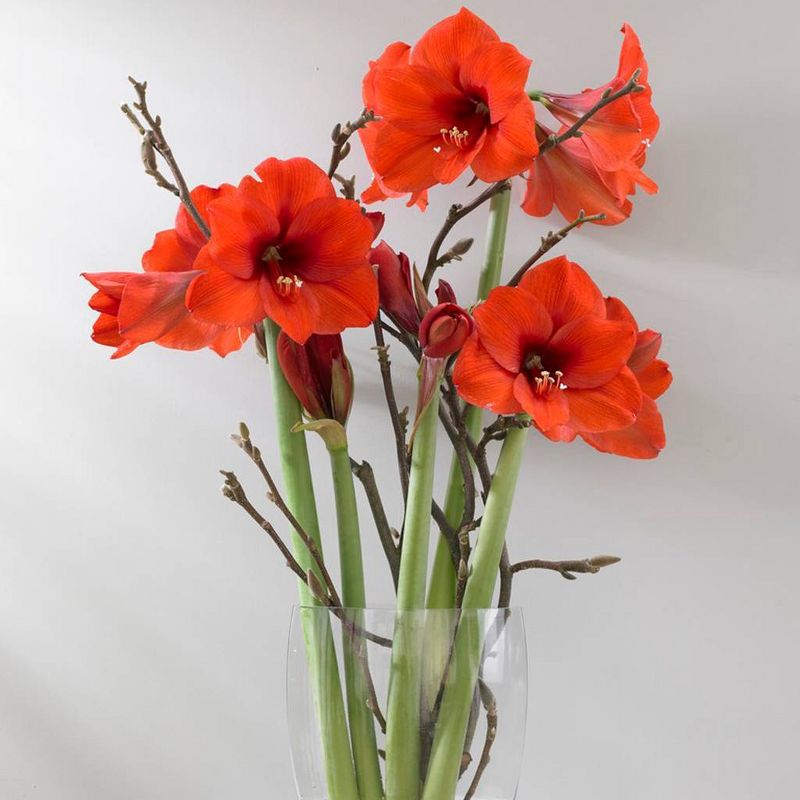 Mega Amaryllis Bulb Souvereign Set Orange - Van Zyverden