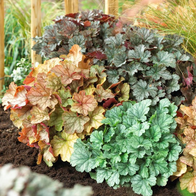 Van Zyverden Set of 5 Heuchera Mixed Roots