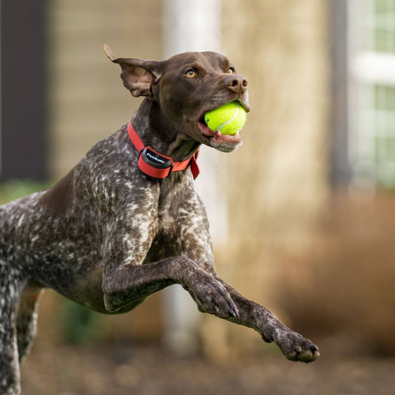 PetSafe Stay and Play Wireless Adjustable Fence for Stubborn Dogs - Black