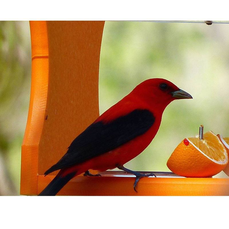 Birds Choice Poly-Recycled Oriole Bird Feeder