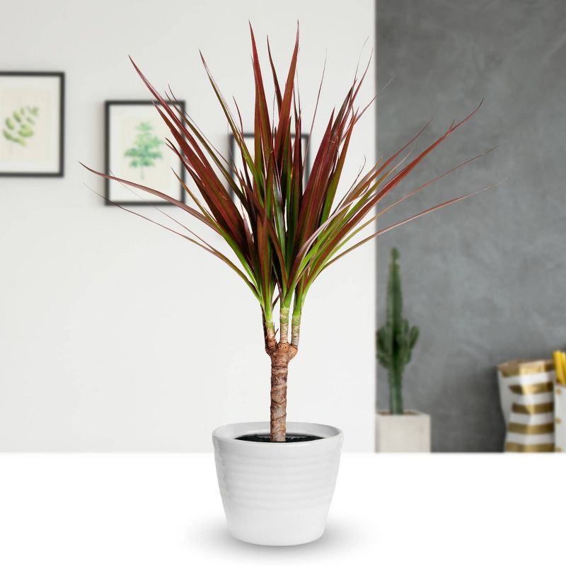 3pc 'Magenta' Dracaena - National Plant Network