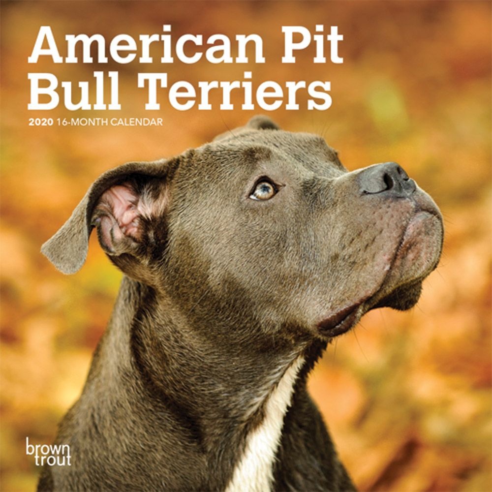 BrownTrout,  American Pit Bull Terriers Mini Wall Calendar 2021