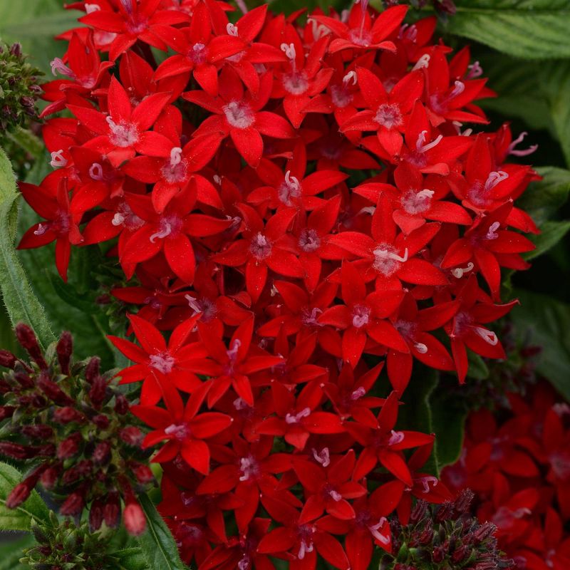3pc Burpee Pentas Star Bright Mix - National Plant Network