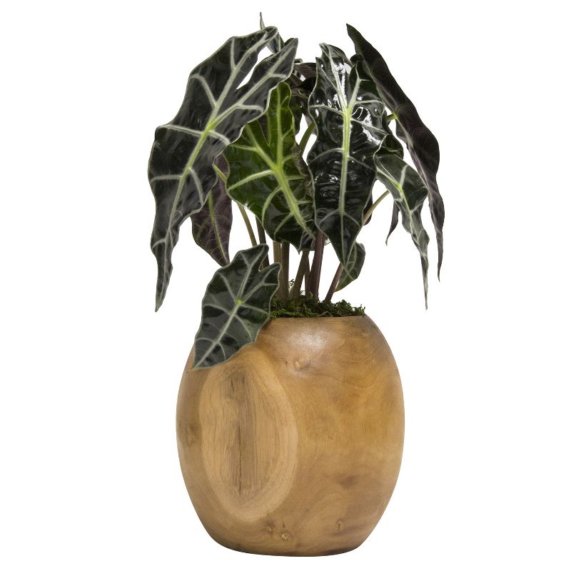 Teak Orb Living Alocasia In Teak Wood Container - Livetrends Design