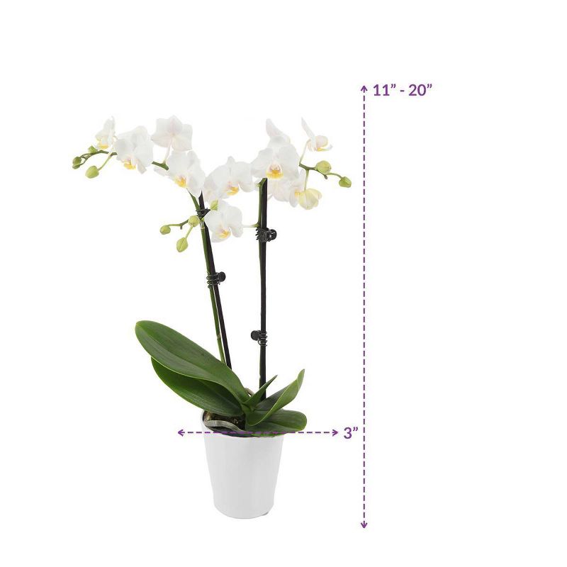 Just Add Ice 3" White Orchid in Ceramic