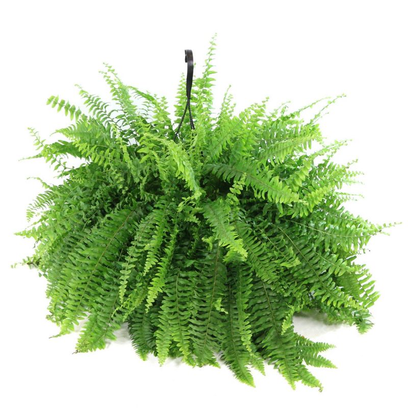 2pc Boston Fern - National Plant Network