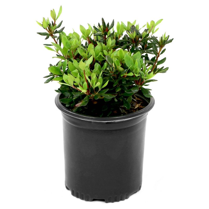 Bluberry 'Tift' 1pc - National Plant Network U.S.D.A Hardiness Zone 7-9 - 2.5 Quart