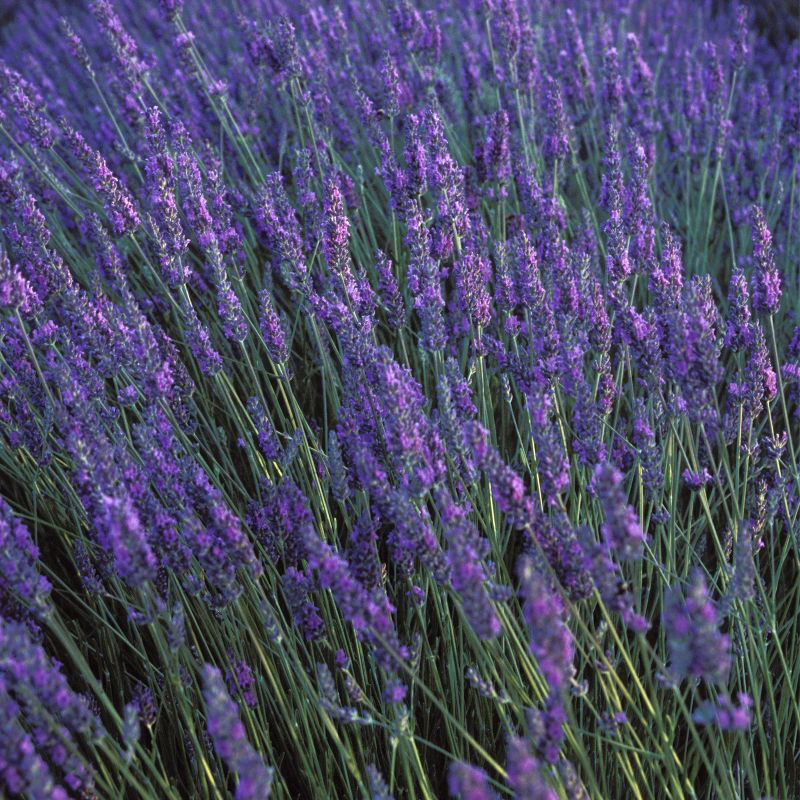 Ariana Grande Cloud Women's Fragrance Gift Set - 2pc