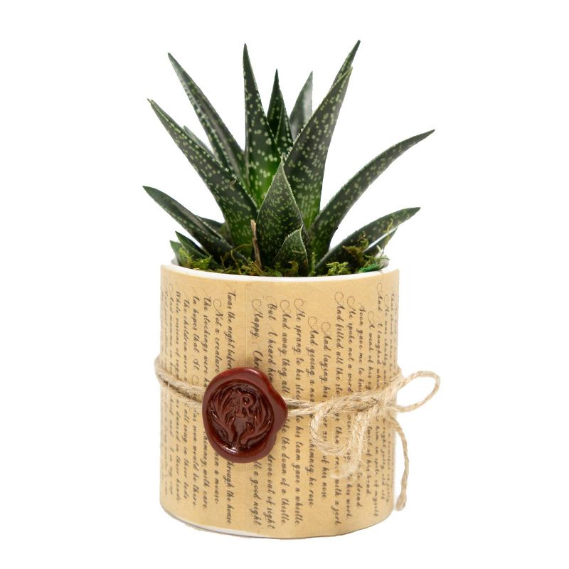 Van Zyverden Roses Mikado Root Stock