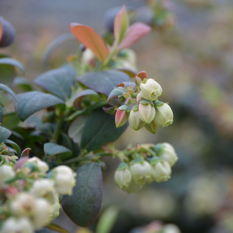 2pc Bushel and Berry Collector's Edition - National Plant Network